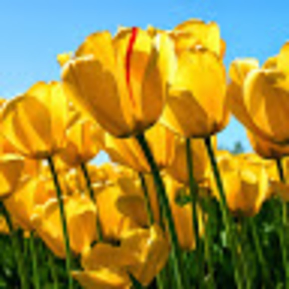 Meet your Posher, Josie - Picture 1 of 1